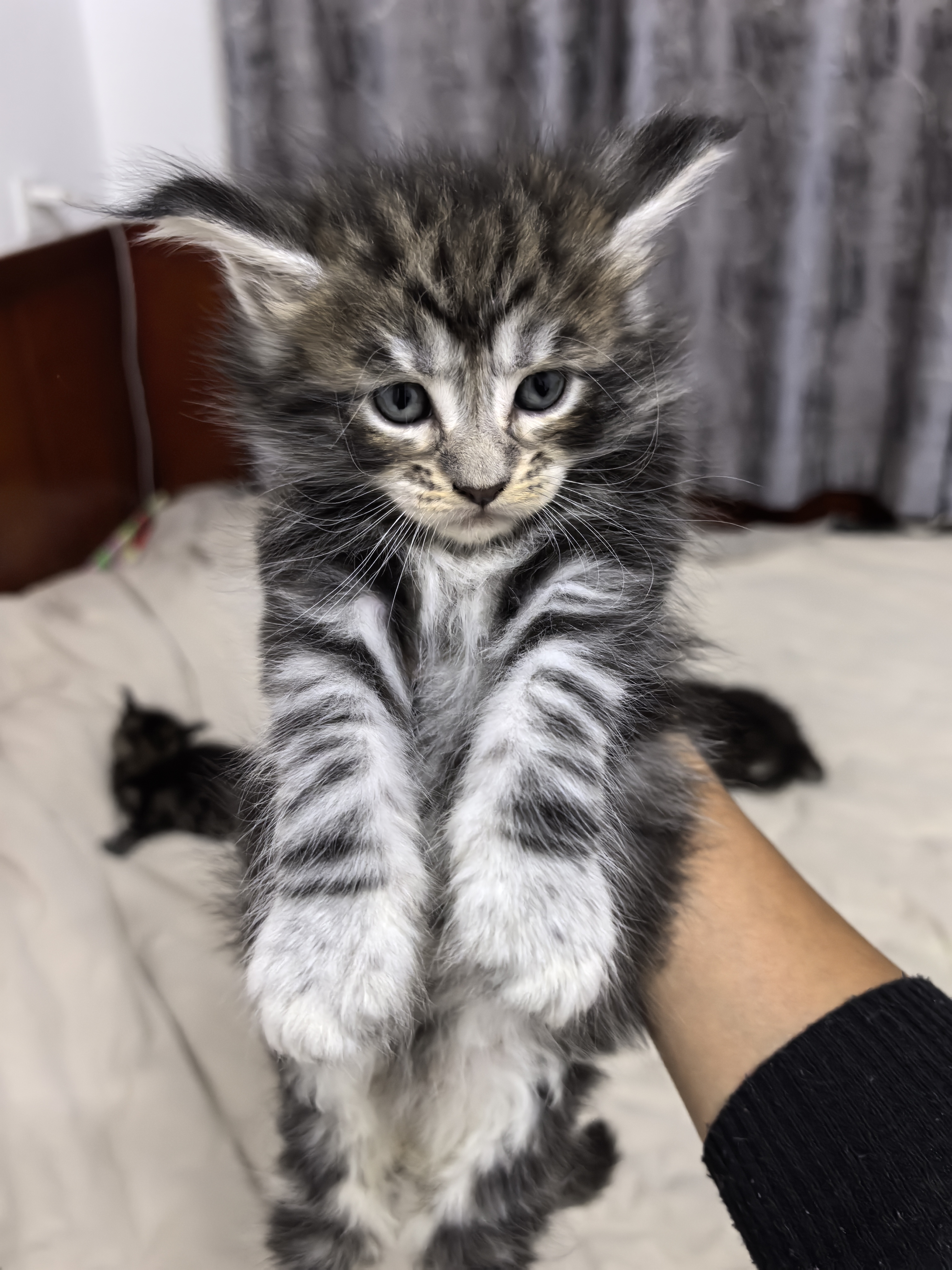缅因猫